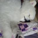 안단테 동물의료센터 이미지