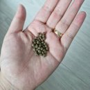 오복한의원 | 다이어트한약 체감환 추천 범계역 한의원 3주 3.1kg 감량 후기 (내돈내산)