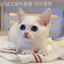 강남고양이분양 러브앤캣 | 강남구 고양이분양 추천 강남고양이분양 러브앤캣 / 반려동물 필요하다면