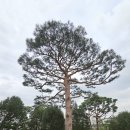 예산-71 | [충남 예산] 추사 김정희 선생고택, 추사기념관, 용궁리 백송 구경하기! 관람 및 산책하기 좋은 예산...