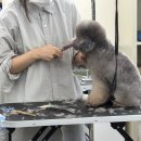 애견미용사 3급 자격증 과정 1 | 애견미용사3급 자격증, 준비 과정부터 합격 후기까지