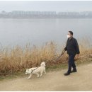 대통령공원 진돗개 이미지