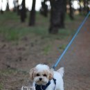 펫라밸 | 강원도 속초 애견동반 당일치기 여행 코스(제제네식탁,속초해수욕장 해변길 산책,보사노바,달빛돈가...