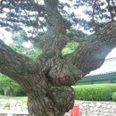 신성파크텔 | [스크랩] 보경사 (내연산)
