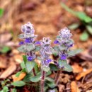 숲속에향기 이미지