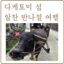 남쪽바다 작은 섬 | 다케토미섬 물소체험 + 자전거 투어 후기, 반나절 여행 일정 공유