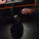 콩이묘묘 이미지