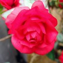 임실서초 이미지