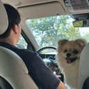 멍멍드림 이미지