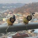 바우삼춘 이미지