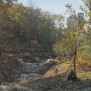 벚나무길 이미지