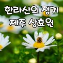 상효원 | 제주 상효원 8만 평 힐링 성지 입장료와 관람차 투어 꿀팁 &amp; 포토존