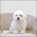 유어펫 라운지 강아지분양 네이버블로그