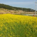 4월 11일 토요 1박2일 청산도 서편제 트레킹 +완도 수목원 이미지