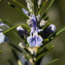 로즈마리 이미지