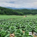 고랭지배추, 작황 좋아 생산량 늘 듯…시세 전망 ‘흐림’ 이미지