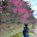 논개골 낭만 벚꽃축제 | 오키나와 벚꽃축제 야에타케 사쿠라노모리공원 벚꽃 개화 정보 (일본에서 가장 빠른 벚꽃 축제)