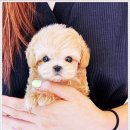 퍼피로그 강아지분양 창원점 이미지