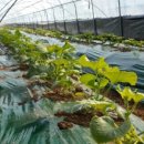 굽네치킨고창점 이미지