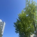 엘슈슈 | 스낵랩 / 위글위글 투명우산 / 젤리켓 키링 / 맥날 슈슈버거 / 엘까르니따스 / 오설록 / DMC 엘리트 캔디