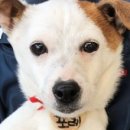 이리오시개 이미지