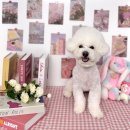 더 빛나개 이미지