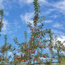 샬롬농원 이미지