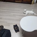 일미리금계찜닭장유삼문점 이미지