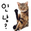 하늘을 걷는 고양이 카페 이미지