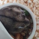 젊은열대어 이미지