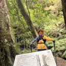 Leura Fern Bower Blue Mts N. P. by John Hwang n Mateo Kim. 1st Aug 2026 이미지
