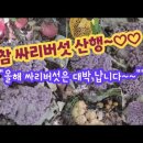 참싸리버섯 산행 이미지