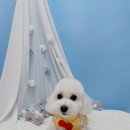 견생의하루 펫살롱 일산본점 이미지