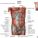 인체의기둥-복부와골반 이미지