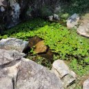 초옥동천 네이버블로그