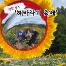 판촉마을 | 2026 함안 강주마을 '해바라기 축제' 후기(일정,개화,주차,안내도)ㅣ6월 국내여행지 추천! 함안 가볼만...