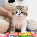 광주강아지분양 고양이분양 미유펫 본점 | 광주고양이분양 입양하고 배운점