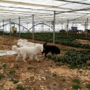 도그빌리지 이미지