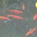 신도연못 옆 이미지