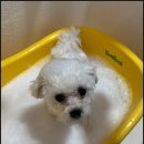 부산애견호텔 애견유치원 맘바이 부산북구점 | 화명동애견호텔 :: 부산애견호텔 애견유치원 맘바이 부산북구점