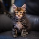다다쿤(DADACOON) 네이버블로그