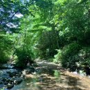 ⛰️ 7월7일 월요일 정기🔮제281차 전북 장수 장안산산행및 덕산계곡트레킹🤗💘(블랙야크,산림청.한국의산하,월간산100대명산) 이미지