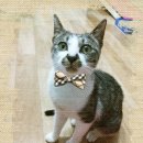 보라매동-7 이미지