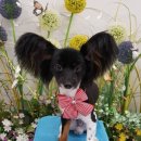 캔디펫살롱 이미지