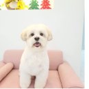 메리몰펫샵 이미지