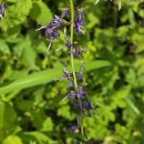 희여울과 꽃나예 | 입추 절기 속 계곡 물놀이