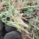 미골농장 이미지