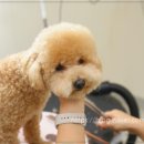 살롱아무 이미지