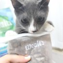 야행성 이미지