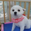 독앤걸즈 이미지